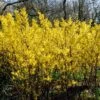 Golden Bells | Forsythia Intermedia 'Spectabilis' -Green Plant Shop SHR0170 1
