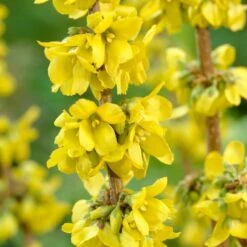 Early Spring Flowering Shrub Collection -Green Plant Shop SHR0170 2 4b00226f a6df 4fca b6db 20e62c2d086e