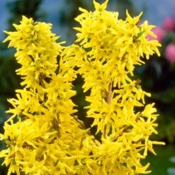 Golden Bells | Forsythia Intermedia 'Spectabilis' -Green Plant Shop SHR0170 3