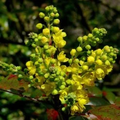 Early Spring Flowering Shrub Collection -Green Plant Shop SHR0172 2 33e95ec0 1a87 4671 bc6f e89d6314b114