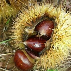 A Completely Edible Hedge | 3/5/10/20m Packs -Green Plant Shop SHR0200 8 3afe6535 a52c 4968 8fef 9534dc43ae3c