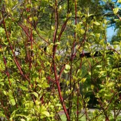 Best Value Cornus Collection | Winter Hedging -Green Plant Shop SHR0201 1 3e18158e 3c1f 4032 bcbe ca7c2be08319