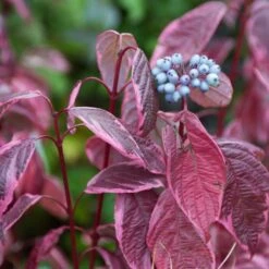 Best Value Cornus Collection | Winter Hedging -Green Plant Shop SHR0201 3 6c724d71 b140 4168 ad05 561da55bcb19