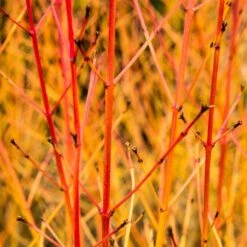 Livestock Friendly Farm Hedging | Growers' Choice | BN11 Compliant -Green Plant Shop SHR0205 1 acb46d59 63e6 4f13 9f3c da245b8922f1