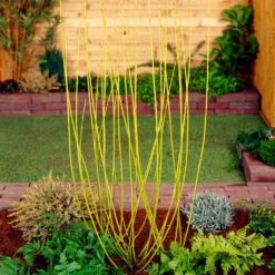 Best Value Cornus Collection | Winter Hedging -Green Plant Shop SHR0207 2 68af85ed 9881 4b65 b6fd 357635d4ebe6