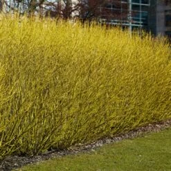 Best Value Cornus Collection | Winter Hedging -Green Plant Shop SHR0207 3 b70f8cab 3fbc 4fea b2ed c8df511ce172