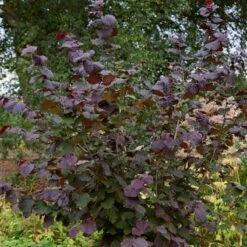 Livestock Friendly Farm Hedging | Growers' Choice | BN11 Compliant -Green Plant Shop SHR0208 1 c909d520 c38b 441a 8396 78a2813cb578