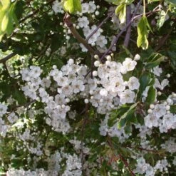 Green Plant Shop -Green Plant Shop SHR0210 2 3c70f8ee c33f 45cb 9a4b aed5025c6fc7