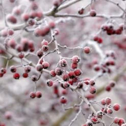 All Seasons Hedging | Growers' Choice -Green Plant Shop SHR0210 6 db006dde e232 40fc a1d6 5d61d21e7bf3