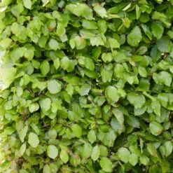 Livestock Friendly Farm Hedging | Growers' Choice | BN11 Compliant -Green Plant Shop SHR0215 3 74598a1b 4eb7 40ef b021 bf2ac4af8c5e