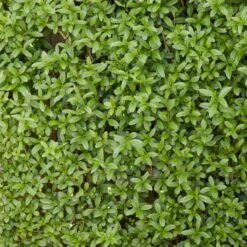 Fast Growing Evergreen Hedging Wildlife Mix | Growers' Choice 12 Fast Growing Evergreen Hedging Wildlife Mix | Growers' Choice -Green Plant Shop SHR0225 2 0a078499 cb87 471e b521 23b157f3fe2e
