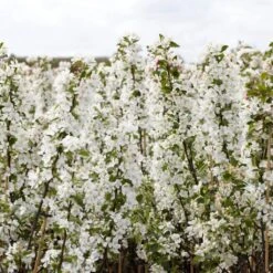 Ultimate Flowering Hedge | Growers' Choice 16 Ultimate Flowering Hedge | Growers' Choice -Green Plant Shop SHR0229 2 bf771328 6098 4068 b17a f9cc722a3908