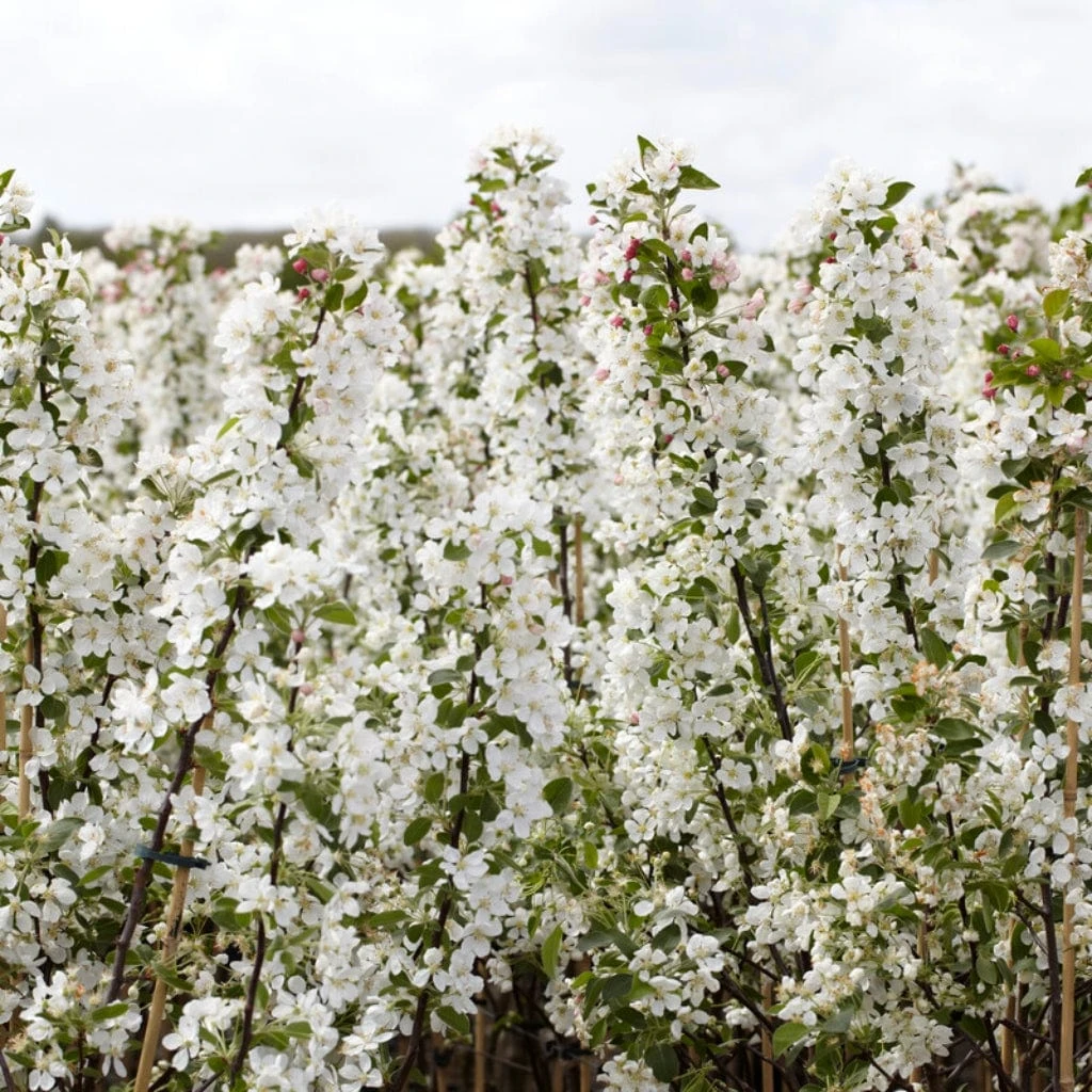 Ultimate Flowering Hedge | Growers' Choice 8 Ultimate Flowering Hedge | Growers' Choice - Image 6