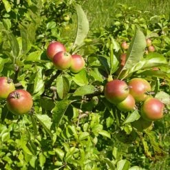 All Seasons Hedging | Growers' Choice -Green Plant Shop SHR0229 6 d11146dc 1340 42da b37c 8c79d5a56dd2