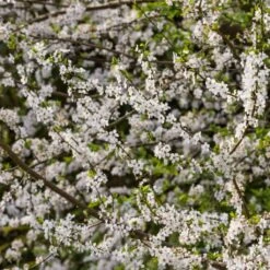 Ultimate Flowering Hedge | Growers' Choice 18 Ultimate Flowering Hedge | Growers' Choice -Green Plant Shop SHR0232 1 767b1cf8 b9e7 42b8 aa5a de73f59728f0