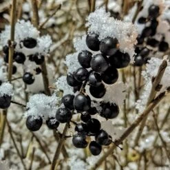 A Completely Edible Hedge | 3/5/10/20m Packs -Green Plant Shop SHR0240 4 ff6bfad9 d4da 4434 a40c 6aa7c3306443