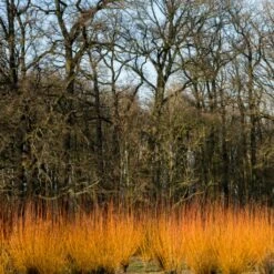 Fast Growing Evergreen Hedging Wildlife Mix | Growers' Choice 14 Fast Growing Evergreen Hedging Wildlife Mix | Growers' Choice -Green Plant Shop SHR0252 3 fe5f10e4 3c5c 440f 876c 3892ceb5ff5e