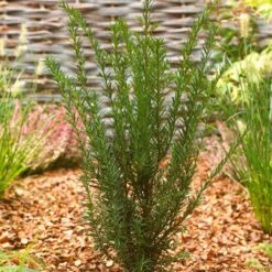 Common Yew | Taxus Baccata -Green Plant Shop SHR0261 2