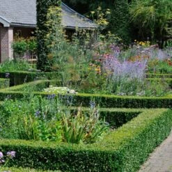 Common Yew | Taxus Baccata -Green Plant Shop SHR0261 3