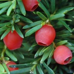 English Yew Tree | Taxus Baccata -Green Plant Shop SHR0261 4 1e00987b 7c28 43f2 9b3f db91bc25936e