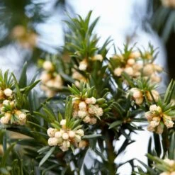 Common Yew | Taxus Baccata -Green Plant Shop SHR0261 6