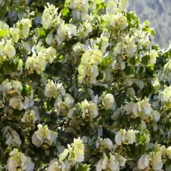 Fast Growing Evergreen Hedging Wildlife Mix | Growers' Choice 17 Fast Growing Evergreen Hedging Wildlife Mix | Growers' Choice -Green Plant Shop SHR0263 4 e126b2d1 241b 466a 847e 12cdb3686ee0