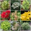 Best Small Evergreen Shrubs 2 Best Small Evergreen Shrubs -Green Plant Shop SHRCOL1 1