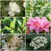 Best Flowering Evergreen Shrubs -Green Plant Shop SHRCOL10 1