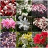 Best Flowering Shrubs -Green Plant Shop SHRCOL13 1