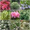 Best Evergreen Shrubs -Green Plant Shop SHRCOL16 1
