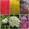 Best Value Cornus Collection | Winter Hedging -Green Plant Shop SHRCOL26 1 98e5650f 3d8b 4f0d afcf 959e7b4d4ed5