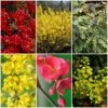 Early Spring Flowering Shrub Collection -Green Plant Shop SHRCOL27 1