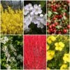 All Seasons Hedging | Growers' Choice -Green Plant Shop SHRCOL28 1