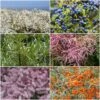 Best Mixed Coastal Hedging | Growers' Choice -Green Plant Shop SHRCOL30 1