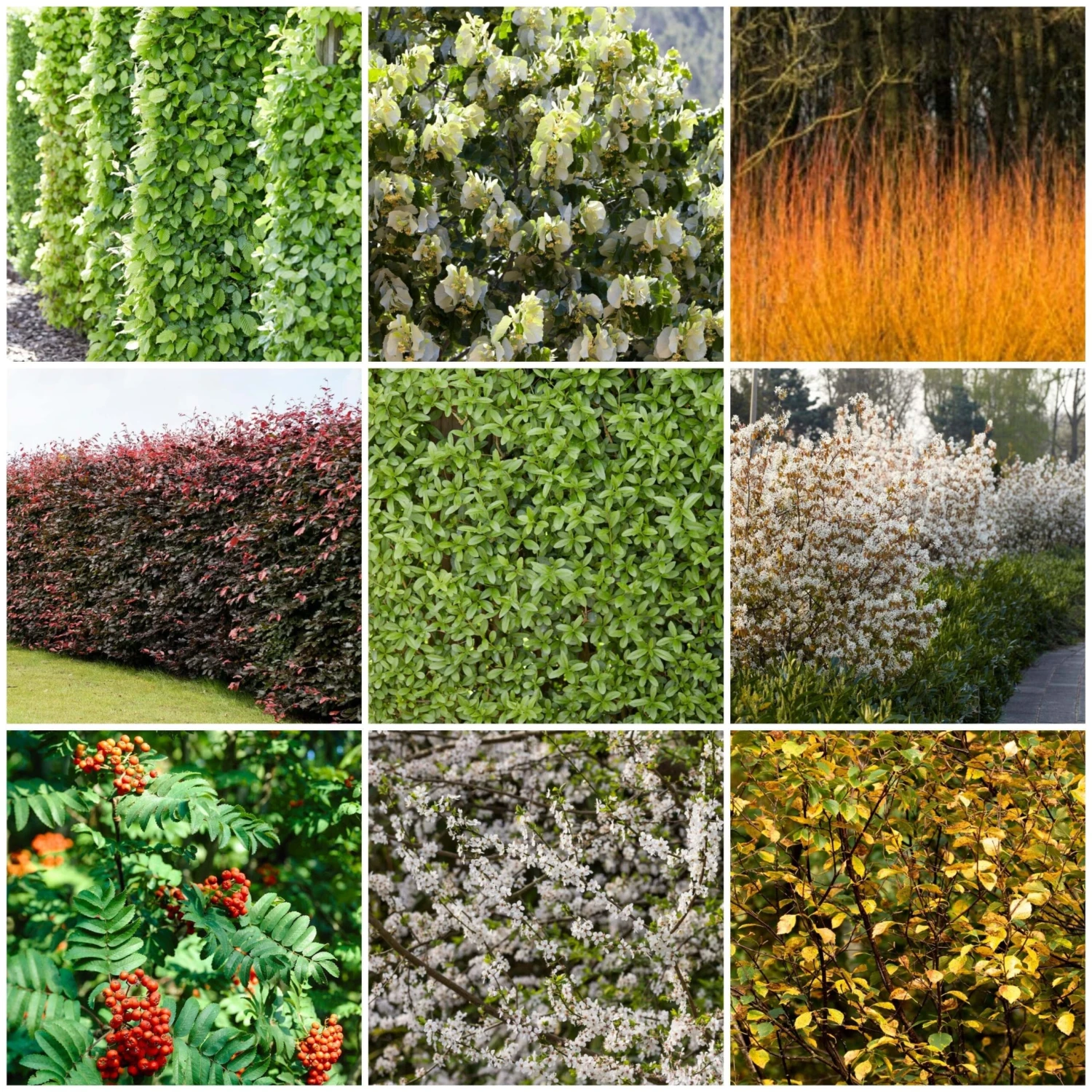 Fast Growing Evergreen Hedging Wildlife Mix | Growers' Choice 4 Fast Growing Evergreen Hedging Wildlife Mix | Growers' Choice - Image 2