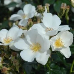 Shrub Rose Collection | Roses For The Border -Green Plant Shop SILVERGHOST fffad142 e1f7 4394 9a1d a690b5043550