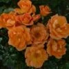 'Sweet Magic' Patio Shrub Rose -Green Plant Shop SWEET MAGIC 2 c1eb433c 75ec 48b9 ba0b c4aa540a2a3a