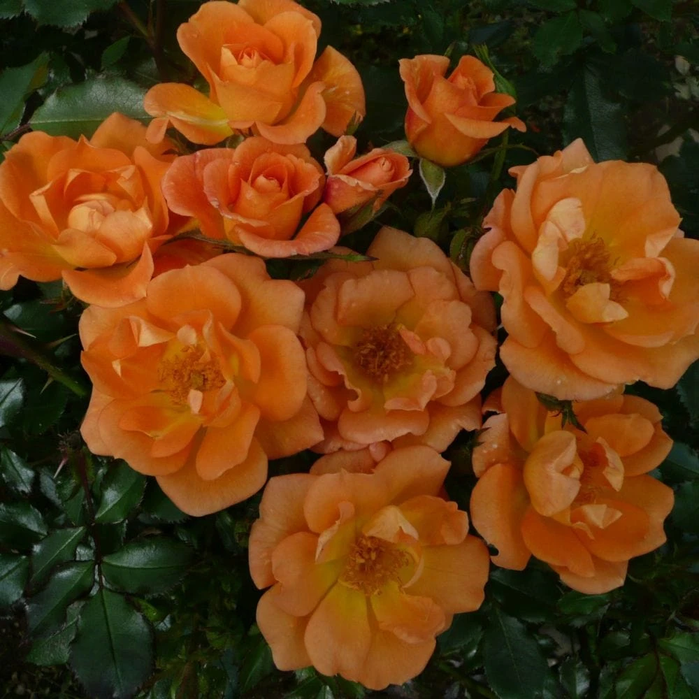 'Sweet Magic' Patio Shrub Rose 3 'Sweet Magic' Patio Shrub Rose