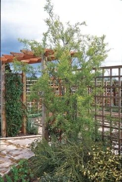 Corkscrew Willow | Salix Matsudana 'Tortuosa' -Green Plant Shop SalixTortuosaHouse