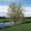 Corkscrew Willow | Salix Matsudana 'Tortuosa' -Green Plant Shop SalixTortuosaLake