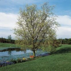 Corkscrew Willow | Salix Matsudana 'Tortuosa'