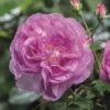 'Saphir' Shrub Rose -Green Plant Shop Saphir 4