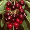 'Sasha' Cherry Tree -Green Plant Shop Sasha 1
