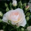 'Sirius' Bedding Rose -Green Plant Shop Sirius 1