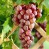'Suffolk Red' Seedless Grape Vine -Green Plant Shop SuffolkRed 1