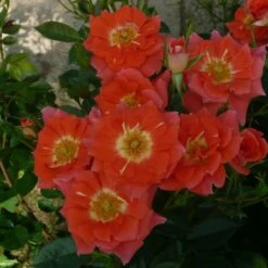 'Sunseeker' Patio Shrub Rose