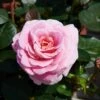 'Palace Tabor' Patio Shrub Rose 2 'Palace Tabor' Patio Shrub Rose -Green Plant Shop Tabor Palace Poulpal104 N 1