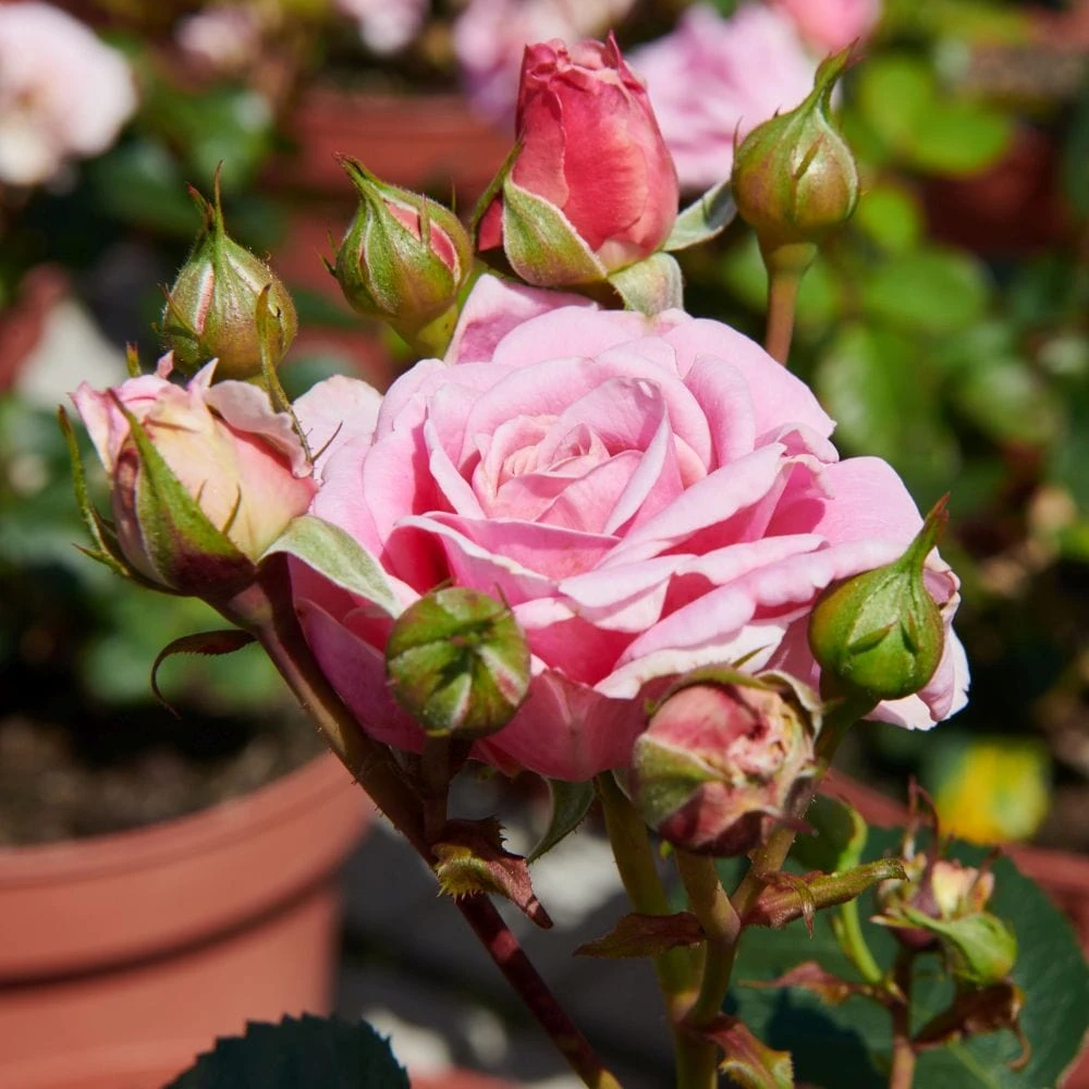 'Palace Tabor' Patio Shrub Rose 4 'Palace Tabor' Patio Shrub Rose - Image 2