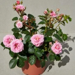 'Palace Tabor' Patio Shrub Rose 9 'Palace Tabor' Patio Shrub Rose -Green Plant Shop Tabor Palace Poulpal104 N 3