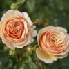 'Tropicana' Hybrid Tea Rose 2 'Tropicana' Hybrid Tea Rose -Green Plant Shop Tropicana 4